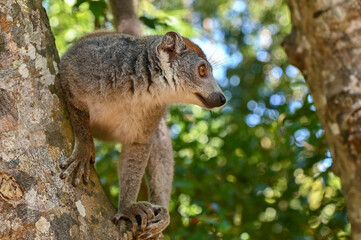 Obraz premium Crowned lemur (Eulemur coronatus) peering curiously out from behind the tree Madagascar