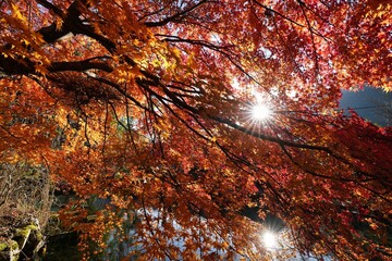 紅葉の隙間から輝く太陽