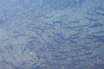 清流を泳ぐニジマスの群れ