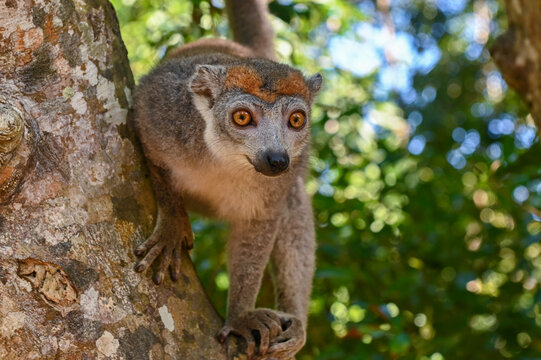 Crowned lemur (Eulemur coronatus)  peering curiously out from behind the tree Madagascar