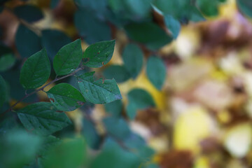 Close-Up of Lush Green Leaves Against a Soft, Blurred Background in Nature