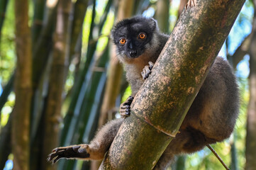 Obraz premium Common brown lemur - close up, portrait Eulemur fulvus , Madagascar nature.