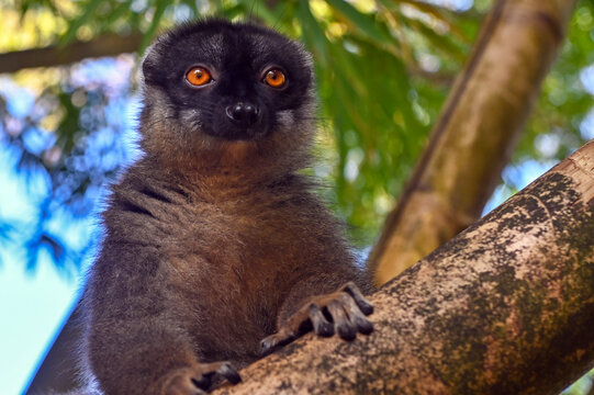 Common brown lemur - close up, portrait Eulemur fulvus , Madagascar nature.