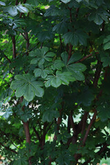 Obraz premium Lush Green Foliage of Indian Horse Chestnut Tree in Vibrant Summer Garden