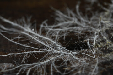 Macro View of Mycelium Network on Dark Forest Floor for Nature and Biology Concepts © alexkich