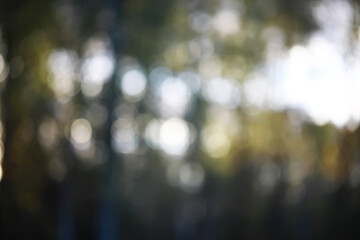 Abstract Nature Background: Soft Focus Bokeh in Sunlit Forest Scene