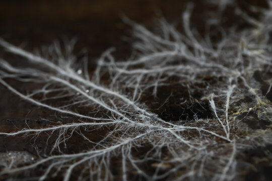 Macro View of Mycelium Network on Dark Forest Floor for Nature and Biology Concepts