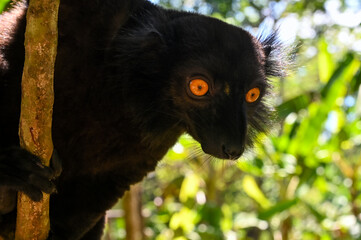 Obraz premium Portrait of adult male black lemur Eulemur macaco. Nature of Madagascar.