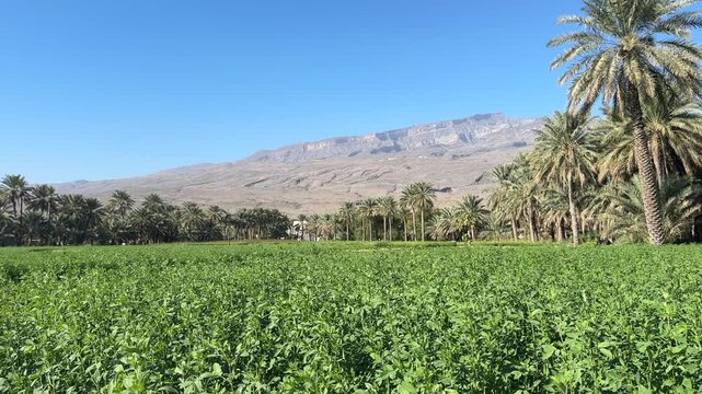 Al Hamra Farms with Palm Trees Between Green Fields and Mountains in Sultanate of Oman
