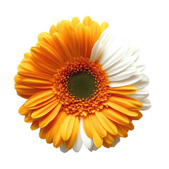 Obraz premium Isolated Gerbera Daisy With Dual Tone Petals Orange And White Blooming Against Transparent Background