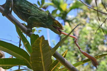 Parson&rsquo;s chameleon (Calumma parsonii) in tropical rainforest, Madagascar