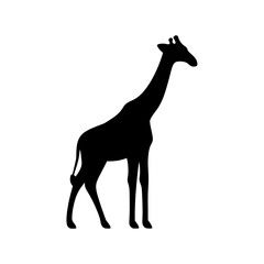 Fototapeta premium Silhouette of a giraffe