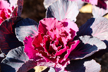 Closeup view of a purple ornamental cabbage growing in a garden. These highly decorative plants are...