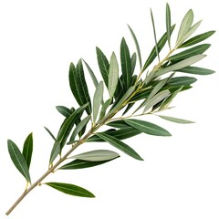 Fototapeta premium Olive branch with green leaves on white background, symbolizing peace and harmony