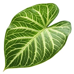 Obraz premium Close-up Macro of Vibrant Green Houseplant Leaf with Intricate Vein Pattern, Isolated on White Background