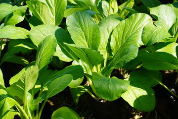 Chinese cabbage is a plant in the Cruciferae family. Its scientific name is Brassica chinensis. Jusl var parachinensis Tsen & Lee. Grown in the garden.