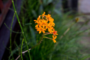 A stunning Epidendrum ibaguense orchid in full bloom. The vibrant yellow flowers are in sharp...
