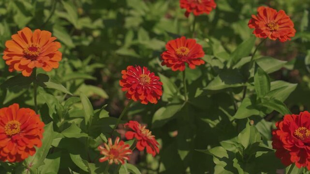 sunlit red zinnia flowers in garden warm golden light bathes vibrant orange blooms, soft breeze stirs lush green leaves, tight macro focus reveals layered petals and pollen, occasional bee visits add