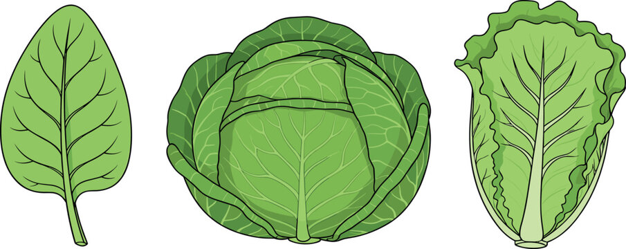 Collection of fresh green leafy vegetables including napa cabbage bok choy and romaine lettuce vector illustration isolated on white background for healthy food design.