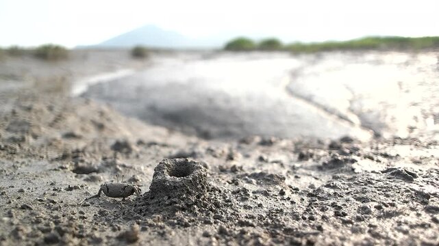 Crab emerging from a mud hole and moving on the West Coast mudflat in South Korea