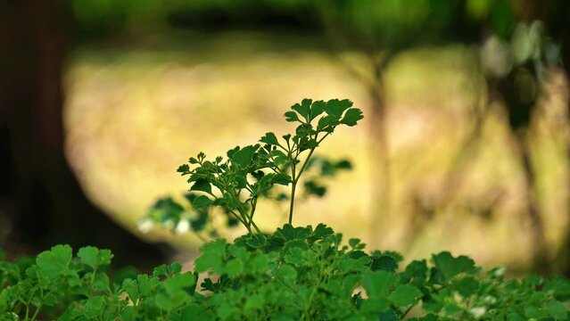 Polyscias fruticosa Green Foliage with Soft Bokeh Background