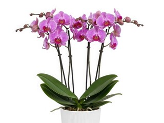 Vibrant purple orchids in a white pot