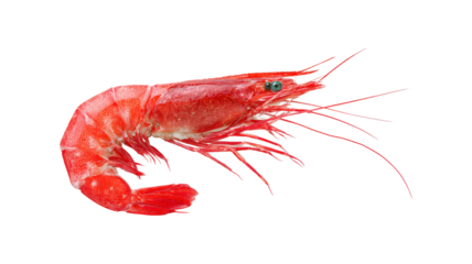 Red Shrimp Food Crustacean Red River Prawn Yummy Food isolated on a white background