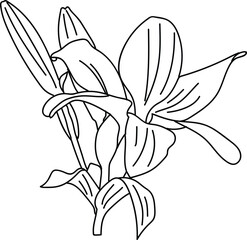 Obraz premium lili.eps