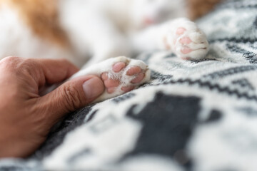 可愛い猫の手を触る人