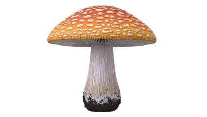 Amanita muscaria mushroom with orange cap and white spots
