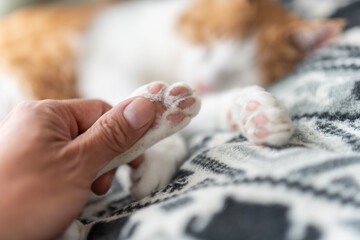 可愛い猫の手を触る人