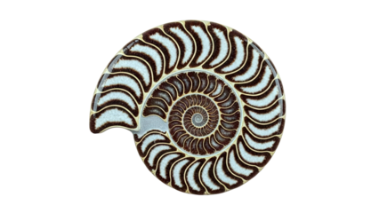 Cross-section of a polished ammonite fossil showing spiral chambers