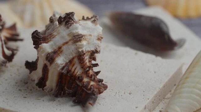 Shell collection on sandy surface with natural light