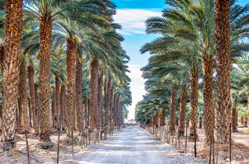 Plantation of date palms. It is iconic ancient plant, famous food crop and nowadays advanced agriculture industry in Middle East and North Africa. No AI tools were used
