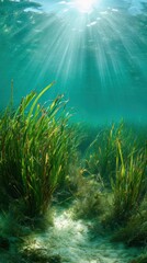 Underwater scene with sunlight illuminating seagrass in clear ocean water