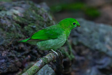 Fototapeta premium The green broadbill (Calyptomena viridis) also known as the lesser green broadbill
