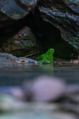 Obraz premium The green broadbill (Calyptomena viridis) also known as the lesser green broadbill