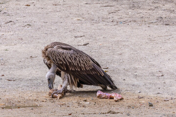 The Himalayan vulture is reportedly usually found in the high-altitude regions of the Himalayas