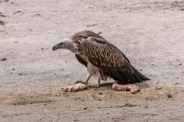 The Himalayan vulture is reportedly usually found in the high-altitude regions of the Himalayas