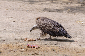 The Himalayan vulture is reportedly usually found in the high-altitude regions of the Himalayas