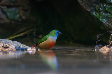 The pin-tailed parrotfinch (Erythrura prasina) is a common species of estrildid finch found in Southeast Asia