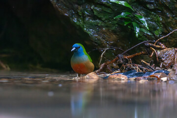 The pin-tailed parrotfinch (Erythrura prasina) is a common species of estrildid finch found in Southeast Asia