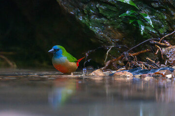 The pin-tailed parrotfinch (Erythrura prasina) is a common species of estrildid finch found in Southeast Asia