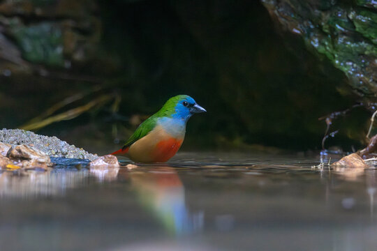 The pin-tailed parrotfinch (Erythrura prasina) is a common species of estrildid finch found in Southeast Asia
