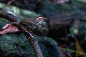 The puff-throated babbler or spotted babbler