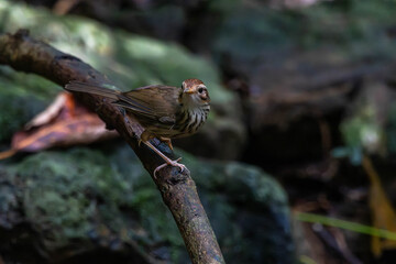 The puff-throated babbler or spotted babbler