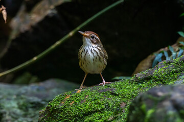 The puff-throated babbler or spotted babbler