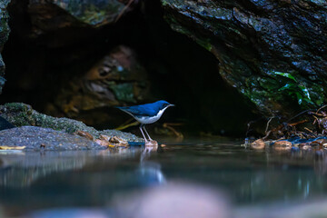 Siberian blue robin (Larvivora cyane) is a small passerine bird