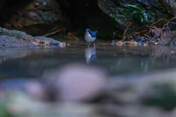 Siberian blue robin (Larvivora cyane) is a small passerine bird