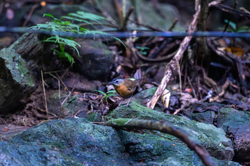 Siberian blue robin (Larvivora cyane) is a small passerine bird